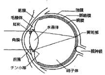 目の構造