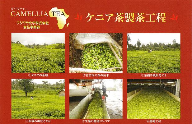 カメリアティー｜ケニア製茶工程１