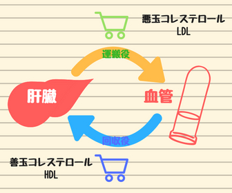 ldlコレステロール（運搬役）とhdlコレステロール（回収役）